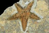Starfish (Petraster?) & Edrioasteroid (Spinadiscus)- Ordovician #100080-1